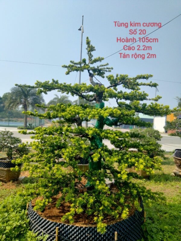 Tùng kim cương - TKC20
