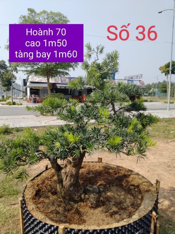 Tùng la hán - TLH36