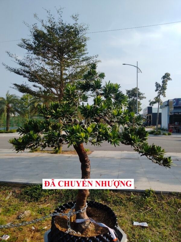 Tùng kim cương - TKC42