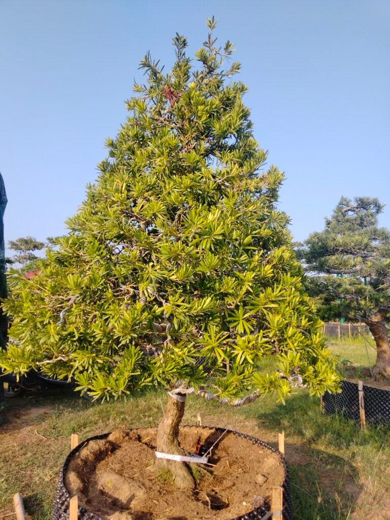 Tùng kim cương – TKC68