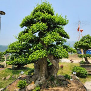 Cây Duối - DN6