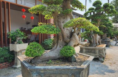Kỹ thuật chăm sóc cây xanh sân vườn