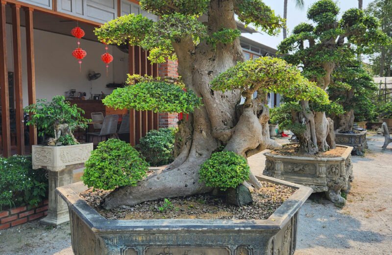 Kỹ thuật chăm sóc cây xanh sân vườn