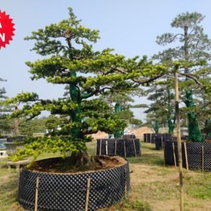 Tùng kim cương - TKC21