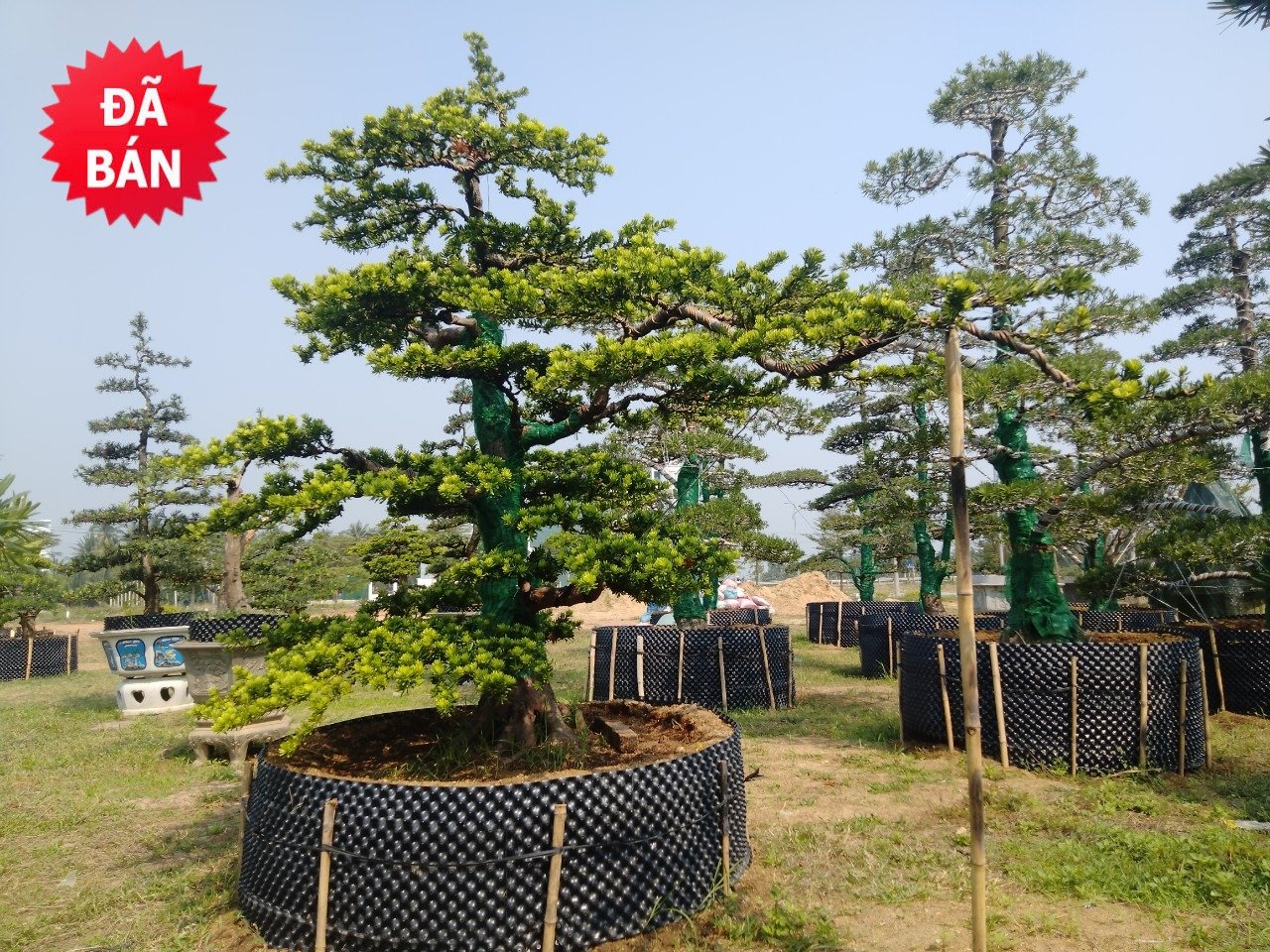 Tùng kim cương - TKC21