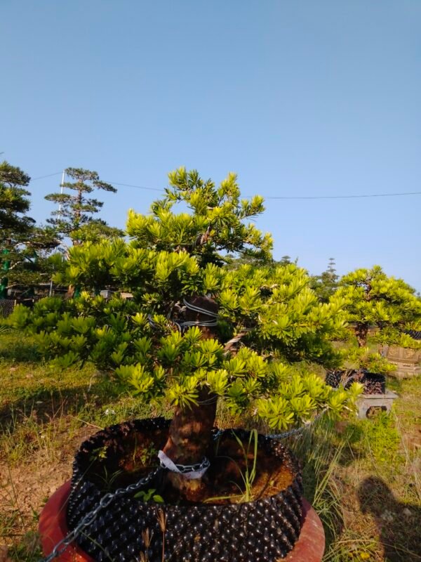 Tùng kim cương - TKC40
