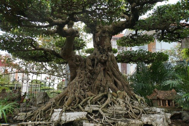 Thăm làng trồng cây cảnh gần 1.000 năm tuổi, thu lãi tiền tỉ, chăm cây dễ như chăm rau