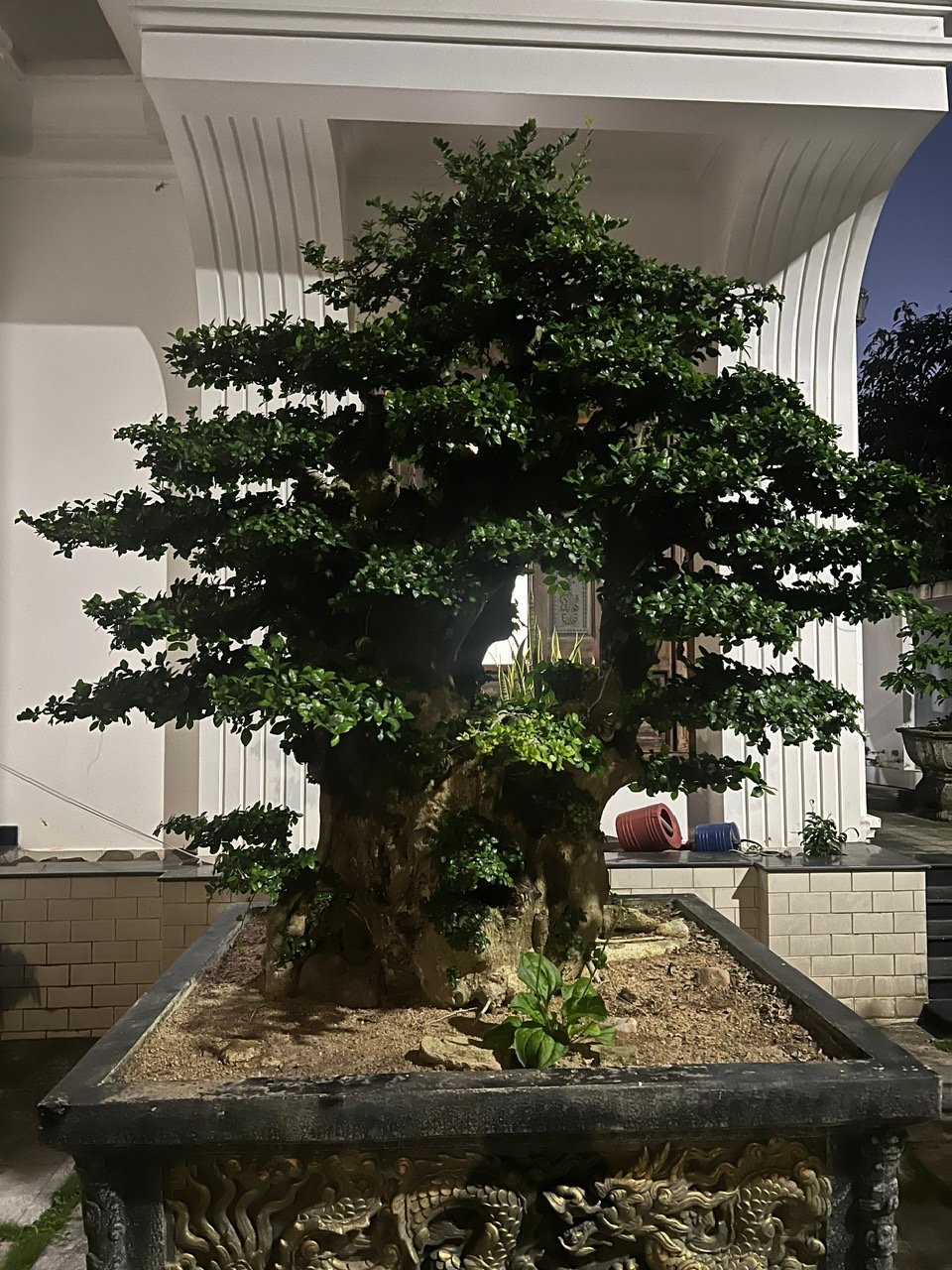 BST Cây sân vườn